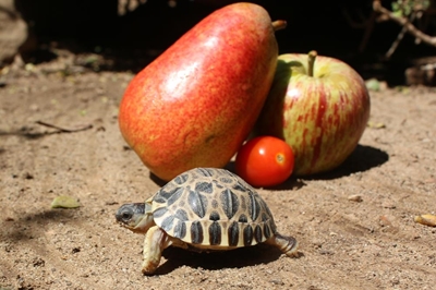 Babaskilpaadjies by Cango Wildlife Ranch