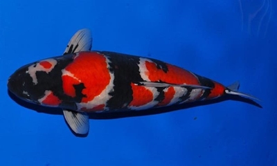 Don't miss the Koi Show this weekend