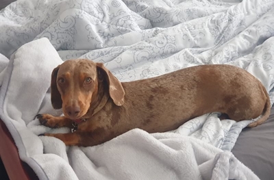 Help om Toffie te vind