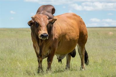 Stywe prys vir stoetbul