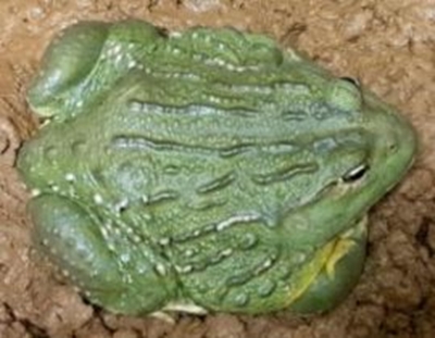 Green Scorpions foil plans to smuggle reptiles