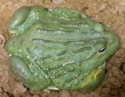 Green Scorpions foil plans to smuggle reptiles