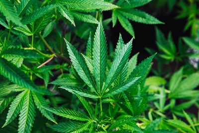 Cannabis kry 'n kans