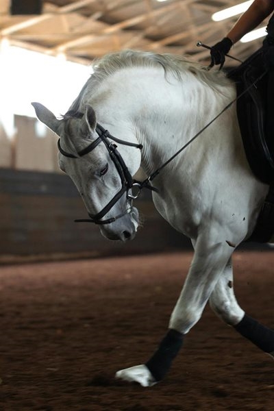 Equestrian Elegance at NAMPO Cape