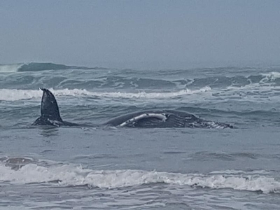 Expected increase in shark activity