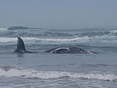 Expected increase in shark activity