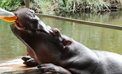 Celeb hippo Jessica’s favourite drink is … rooibos tea!
