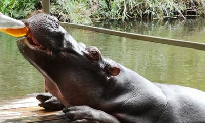 Celeb hippo Jessica’s favourite drink is … rooibos tea!