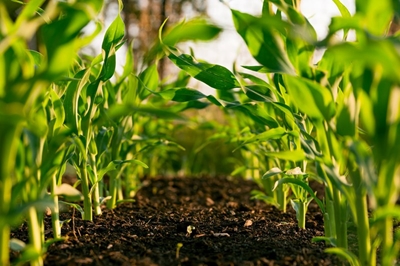 Agriculture industry can grow the economy 