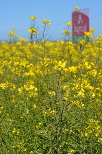 Bee information day on Die Vlakte