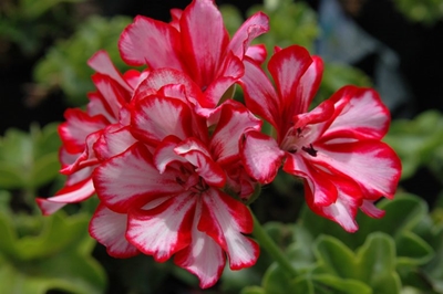 Groundcovers: Why you should grow them