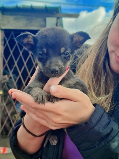 Join fundraiser to help animals