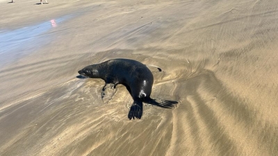 Don't touch seals, public warned again