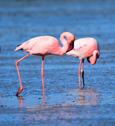 Help die flaminke