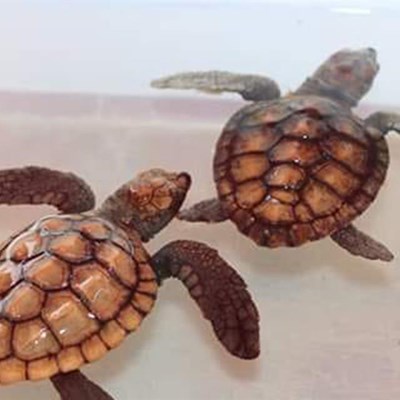 Storm drives turtles from natural habitat