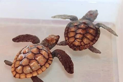 Storm drives turtles from natural habitat