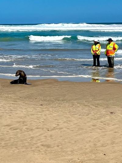 Entangled seal rescued at Great Brak beach