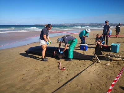 Whale carcass removal underway
