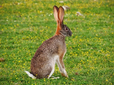 Widespread deaths in rabbits and hares in WC