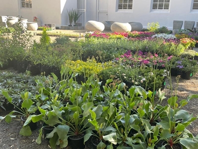 Claudie se Waenhuys-saailinge laat Graaff-Reinet-tuine blom