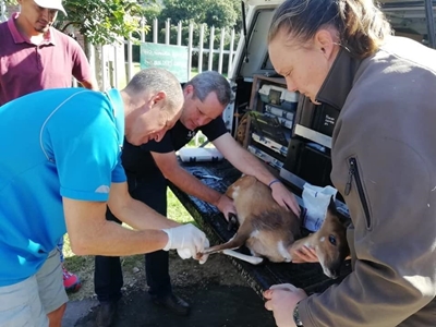 Local Bambi rescued from plastic attack