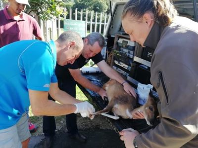 Local Bambi rescued from plastic attack