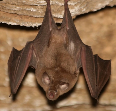 Bats, birds and wind energy