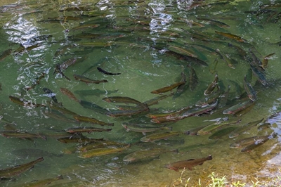 CDC creates investment-ready platform to boost aquaculture sector