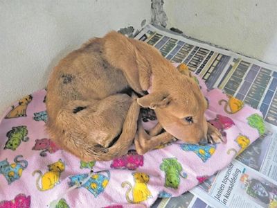Bokkie van Borcherds veg vir haar lewe