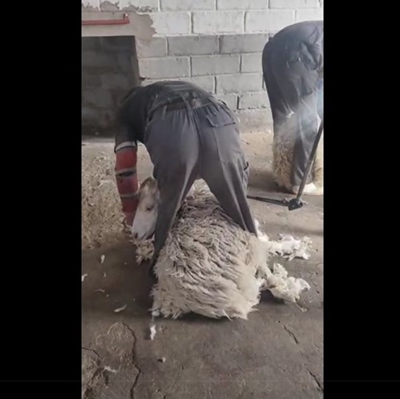 Woljassies opgeoffer vir Mandeladag