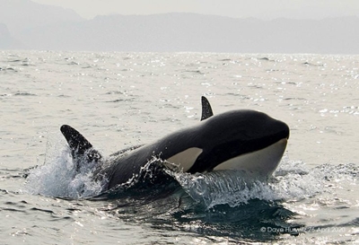 SPOTTED: Orcas frolicking in False Bay