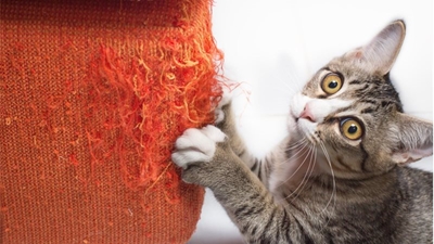 5 hacks every cat owner should know