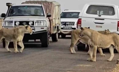 Not my fault, says driver who bumped lion in KNP
