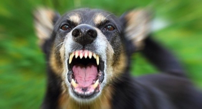 Dangerous dogs: what to do