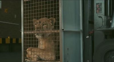 SA man rescues neglected lions