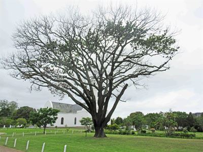 Bome vrek steeds in George