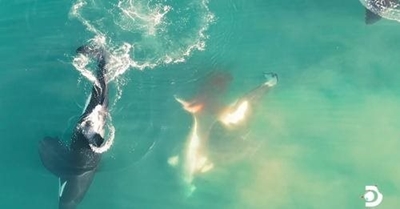 Stunning footage of orca whales killing great white shark
