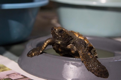 High Turtle Alert