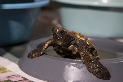 High Turtle Alert