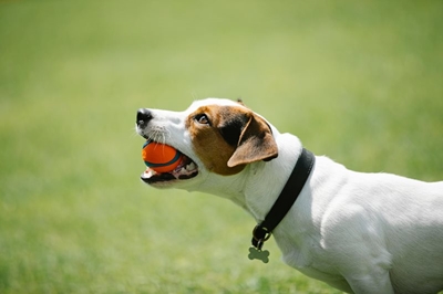 How to discipline your dog correctly without punishment 