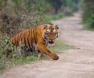 Tiger, roughly the size of a female lion, on the loose in Walkerville