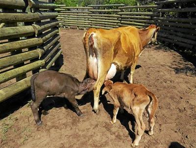Opvolg: Rare buffeltweeling gebore