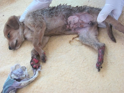 Burnt puppy put down