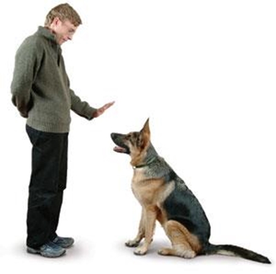 Dogs benefit from training
