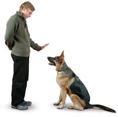 Dogs benefit from training