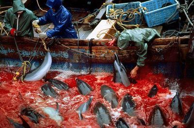 Local voice against dolphin slaughter