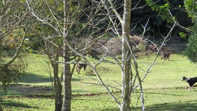 Council considers baboon monitors