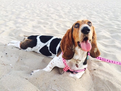 Cool your pets down this summer