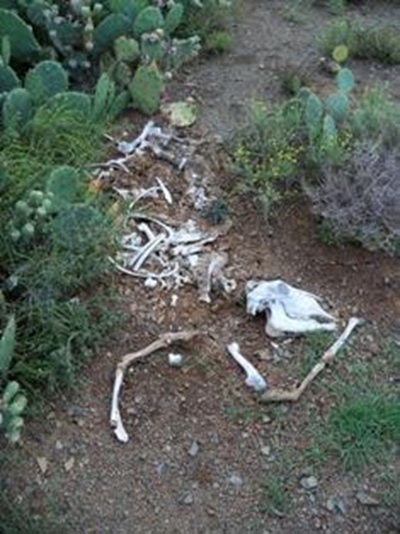 Droogte 'n 'dief in die nag' vir boere
