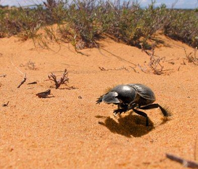 Evolution helps Western Cape beetle find its way home